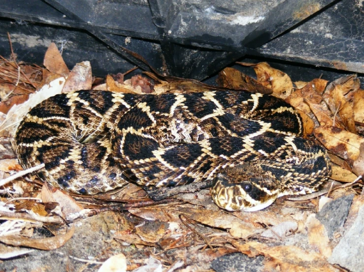 a large black and yellow snake with white dots on its body