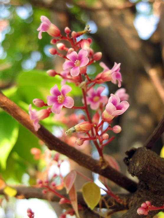 a small squirrel sits on a nch with tiny red flowers