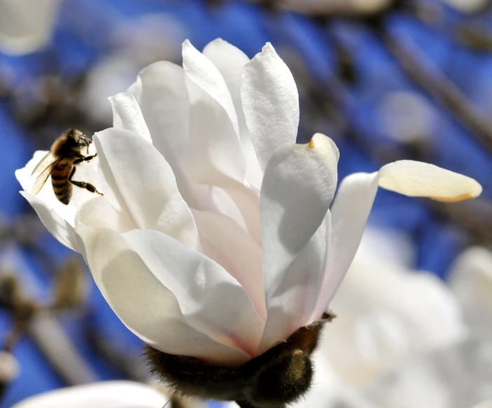 bee flying near and around the blossoms on a flowering tree