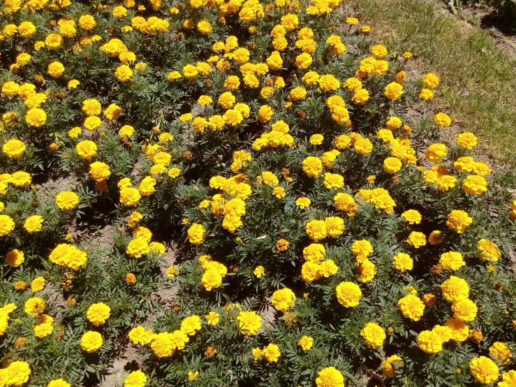 a yellow flower bed in the sun