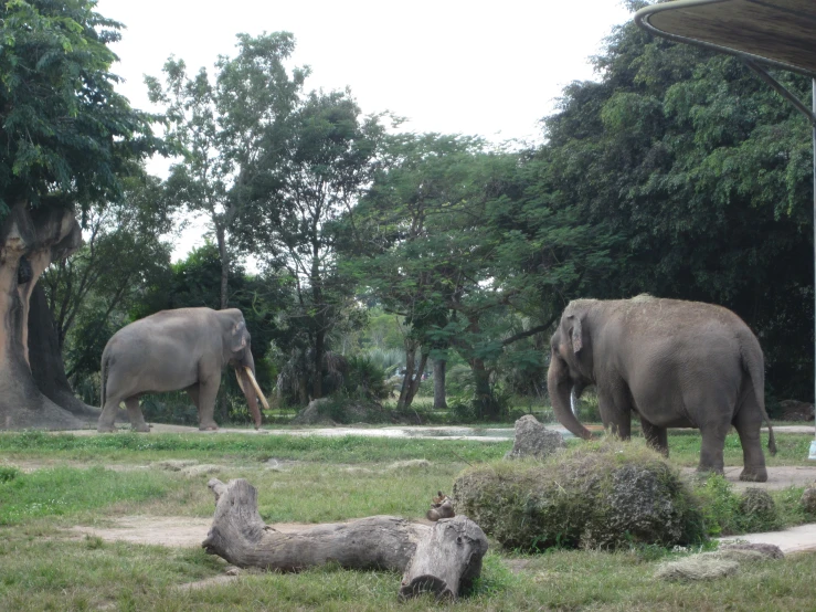 elephants that are standing in the grass together