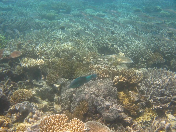 a bunch of very colorful and pretty fish in the water