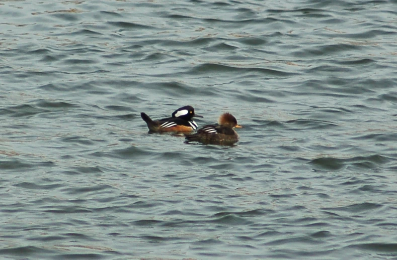 the two ducks are in the water together