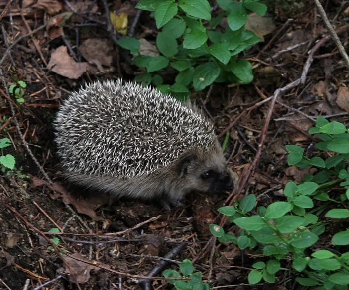 a young hedgehog standing in some foliage