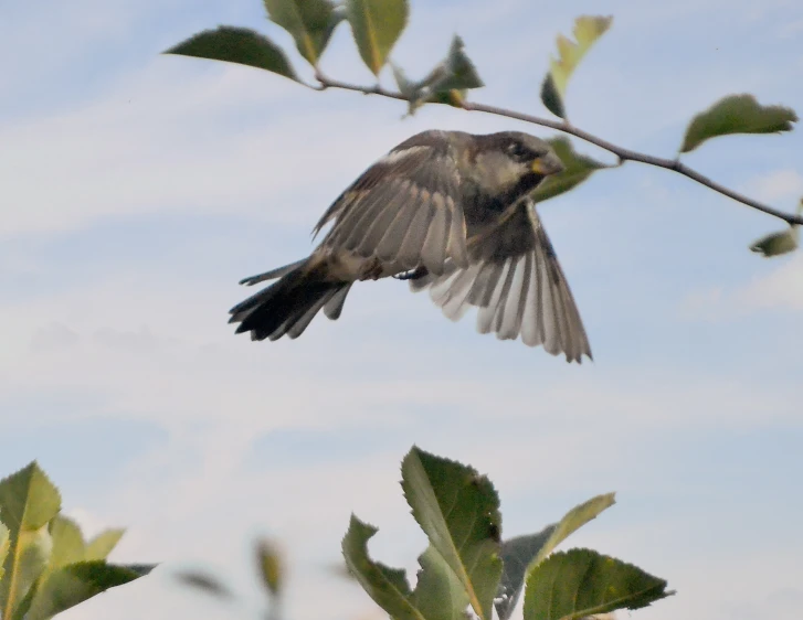 a bird in the air is hovering over a tree nch