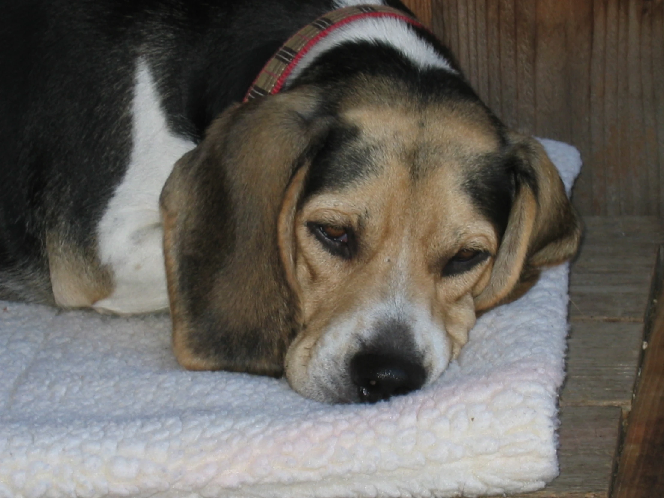 a dog is lying on a blanket on the ground