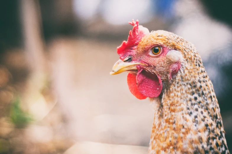 a close up of a rooster that is looking forward