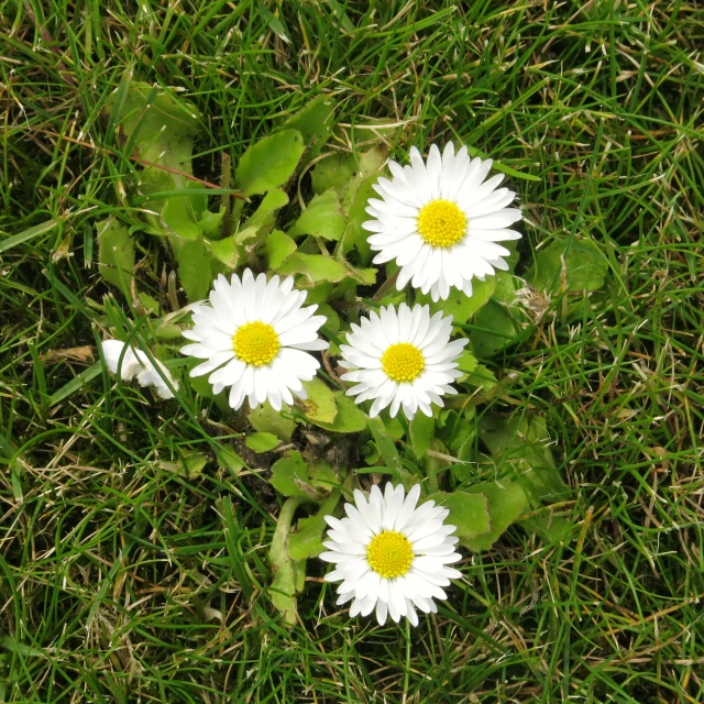 three daisies that are in the grass next to each other