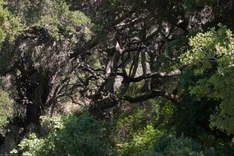 some animals walking in the woods next to trees