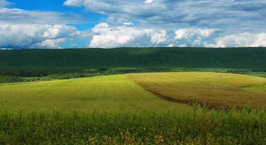 there is a green field that has trees in the background