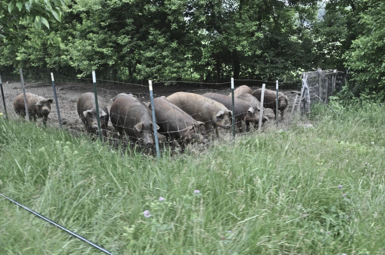 a herd of sheep standing next to each other behind a fence