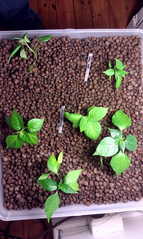 seedlings and basil growing in the soil in a container