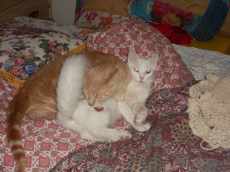 two cats lie together on a blanket on a bed