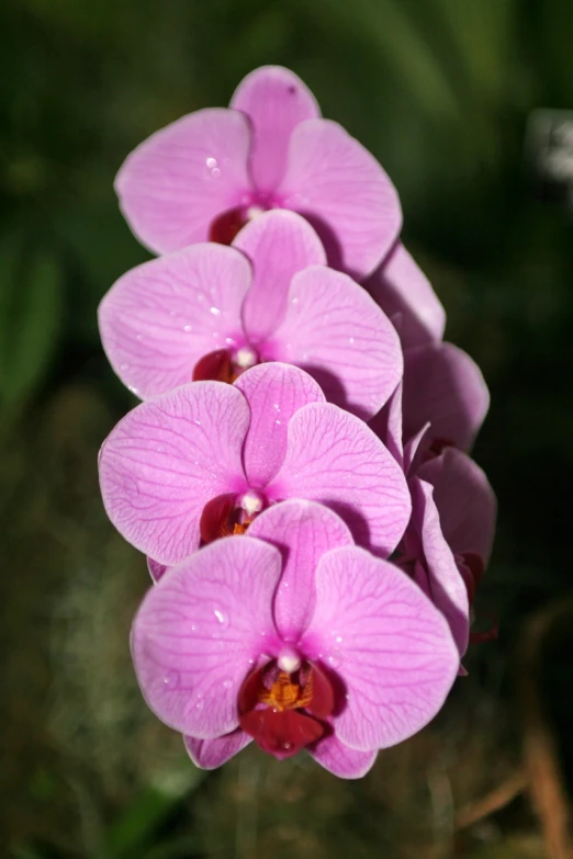 a group of pink flowers with a green background