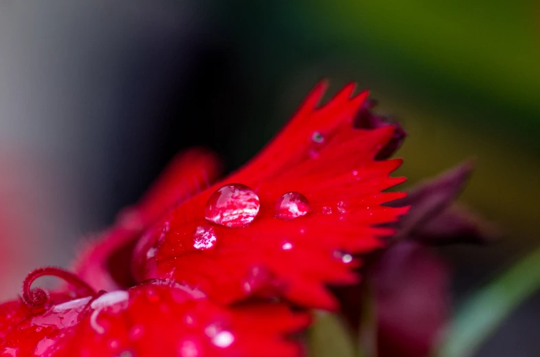 a close up s of water drops on a red flower