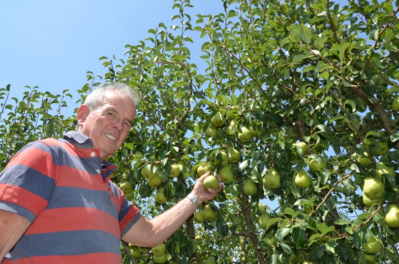 an older man is picking fruit off a tree