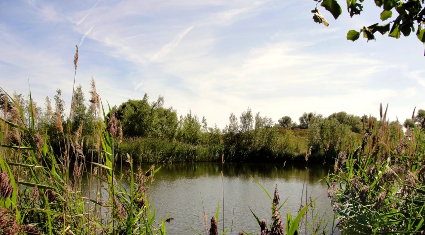 a small lake surrounded by tall grass and trees