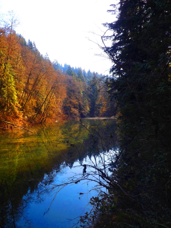 this is an image of autumn trees in the background