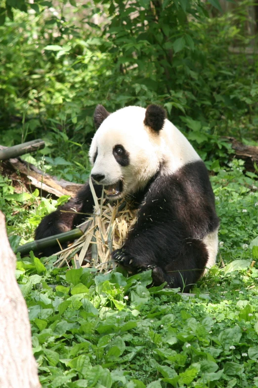 a panda bear sitting in the grass eating food