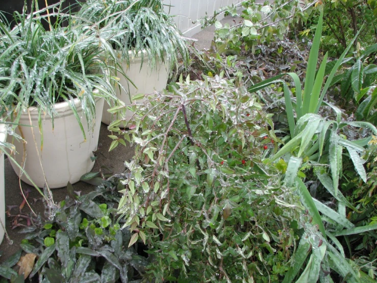 some plants that are in a pot by a building