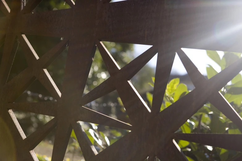 sunlight shines through the leaves on the nches