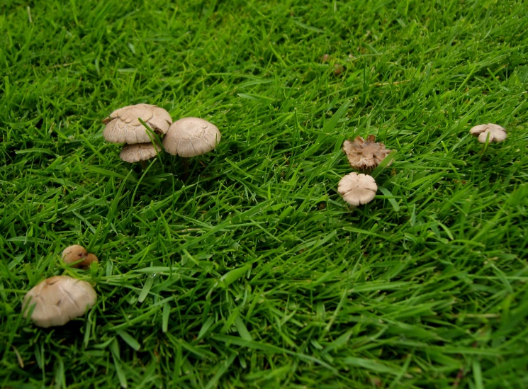 a few mushrooms that are sitting in the grass