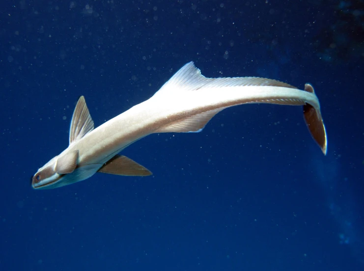 a large fish swims by in the ocean