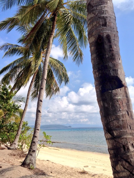 two palm trees on the shore of a beach