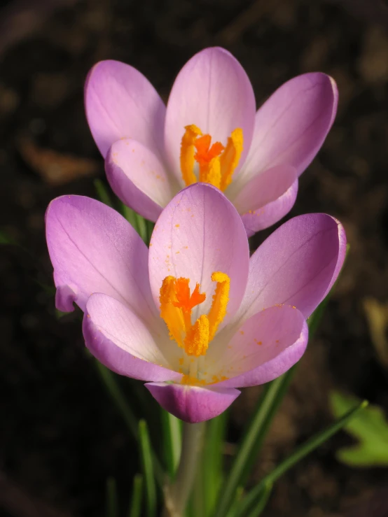 two purple flowers with orange centers are open
