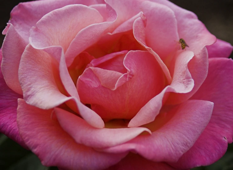 a pink rose is open and blooming