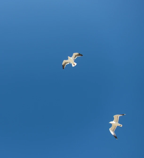 three birds flying high in the blue sky