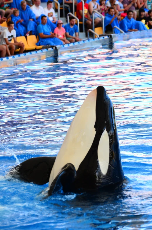 orca whale in a water show for an audience