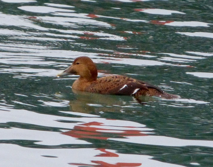 duck in the water with an orange beak