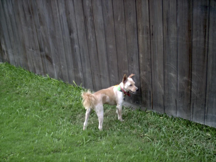 a dog is standing in the grass beside a fence