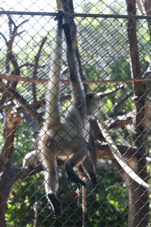 the monkey is climbing up on the rope in his enclosure