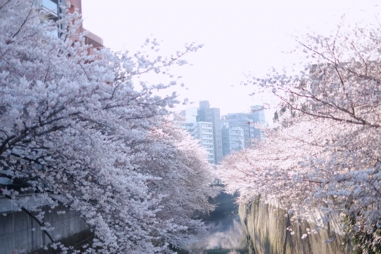 trees with pink blossoms line the water and buildings