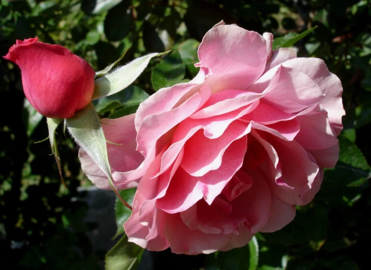a single pink rose with green leaves and buds