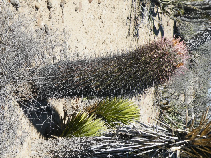 a cactus and vegetation in the dirt next to a rock wall