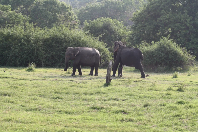 an image of two elephants in the forest