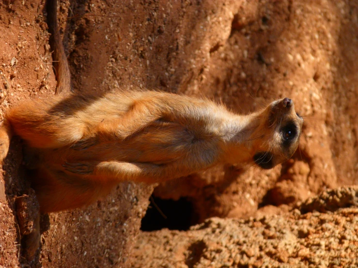 a small wild animal is sitting on the ground