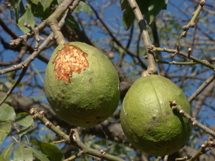 two green fruit hanging from a tree with green leaves