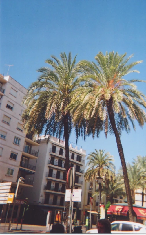 a group of palm trees is next to a el