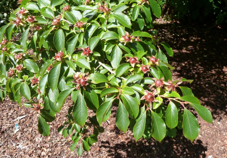 small trees are blooming in the open garden