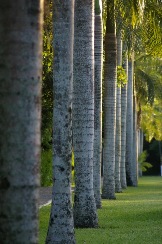 row of palm trees along path of park