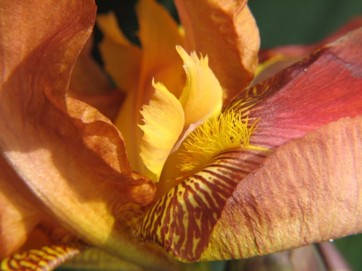 the bright orange flower is close to the camera