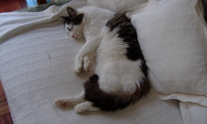 a cat laying on its back on top of some pillows