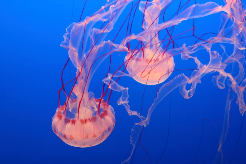 jellyfish swim through the blue ocean waters