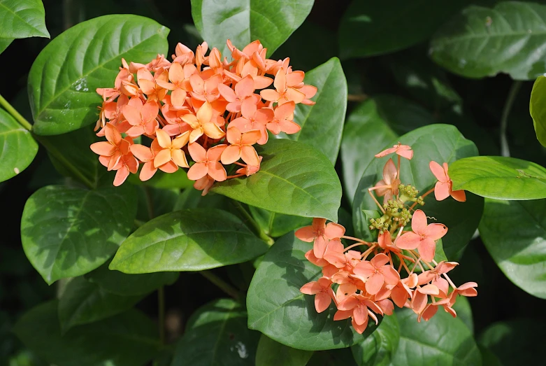 some bright orange flowers growing on some leaves