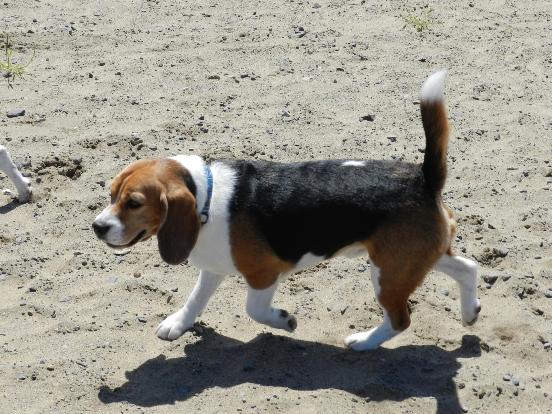 a small brown and white dog standing on top of a dirt field