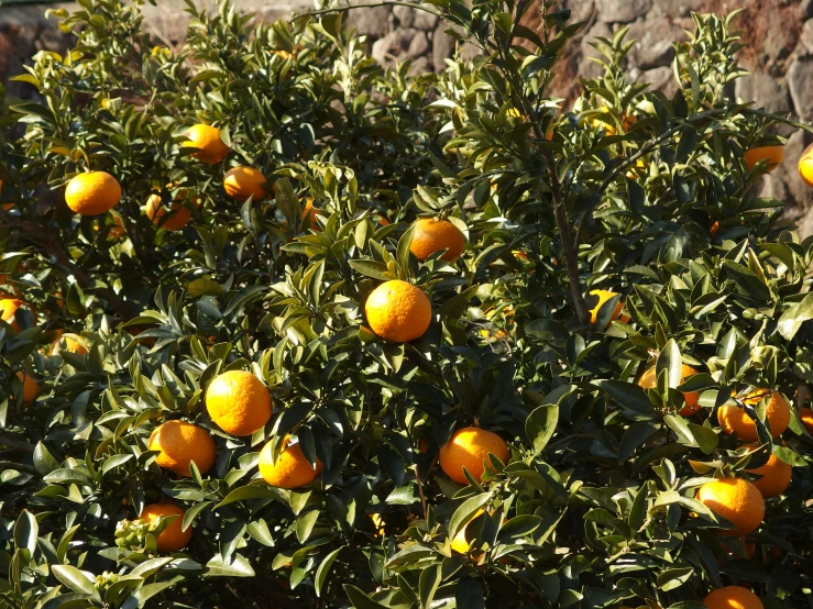 several oranges on a tree at an orchard in the sun